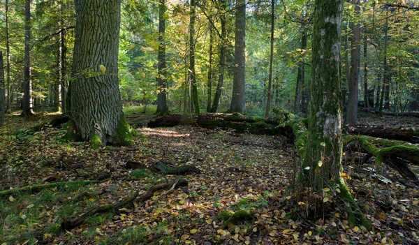 Jesień Krajobraz Las Podziale Drzew Ściśle Obszar Ochrony Przyrody Białowieskiego — Zdjęcie stockowe