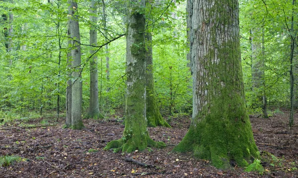 Karşı Genç Ağaçlara Oak Eski Yosun Sarılmış — Stok fotoğraf