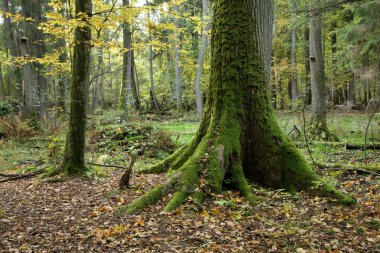 Very old oak moss wrapped standing in front of open area inside old natural deciduous stand clipart