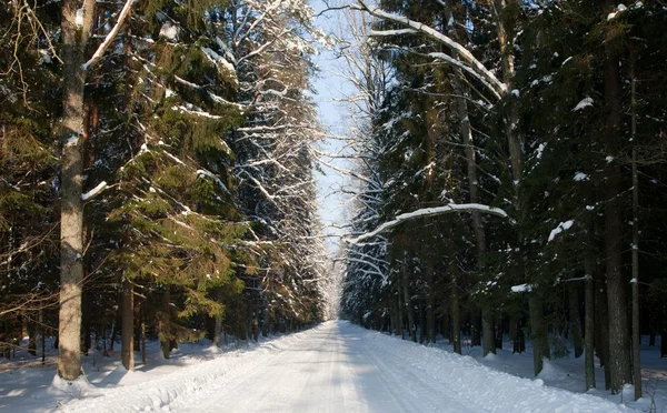 Güneş öğle vakti diwided synny ve gölgeli yan yol geçiş bialowieza orman eski karışık stand karlı geniş yer