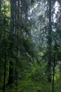 Yaz sabahı Bialowieza Ormanı 'nın kozalaklı duruşu üzerine gölgeli yağmur ve ön planda süslerle