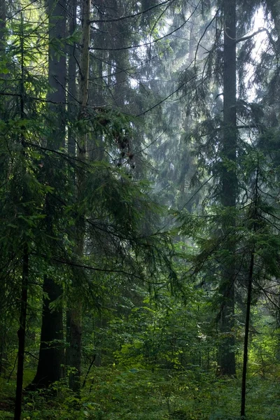 Shady Rain Coniferous Stand Bialowieza Forest Summer Morning Spruces Foreground — Stock Photo, Image