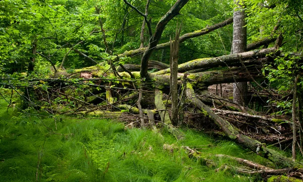Grassy Glade Deciduous Stand Bialowieza Forest Springtime Dead Broken Aspen — Stock Photo, Image