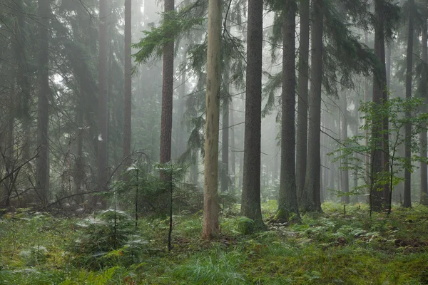 Coniferous stand in mist — Stock Photo, Image