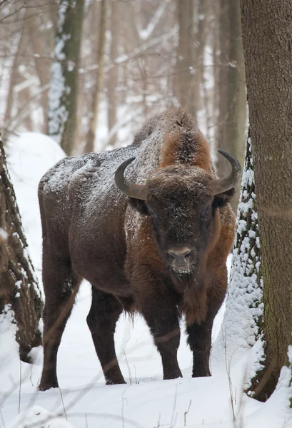 Toro de bisonte europeo en invierno Imágenes de stock libres de derechos