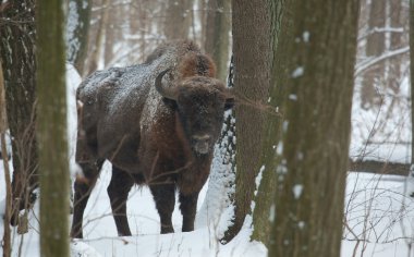 European Bison bull in winter clipart