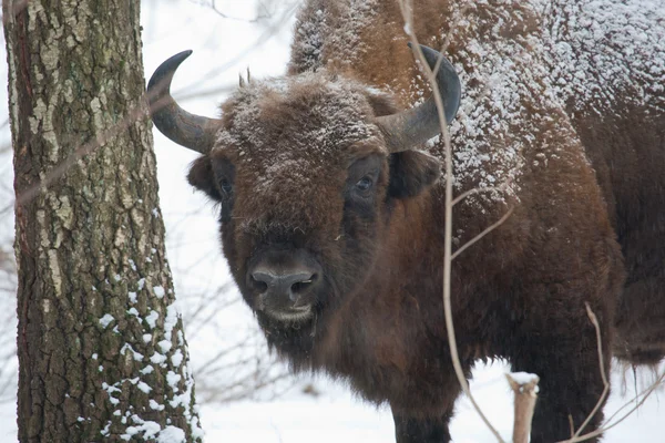 Stock image European bison bull in the Bialowieza Forest