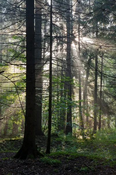 Misty forest at morning — Stock Photo, Image