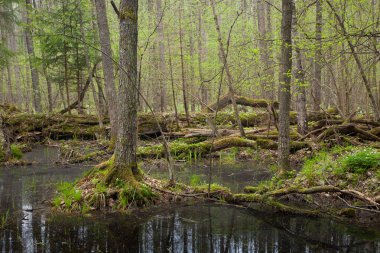 Springtime wet mixed forest with standing water clipart