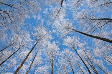 Alder tree crowns snow wrapped against blue sky clipart