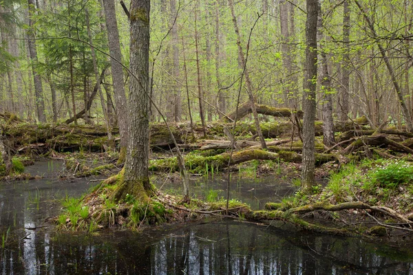 Forêt mixte humide printanière avec eau stagnante — Photo