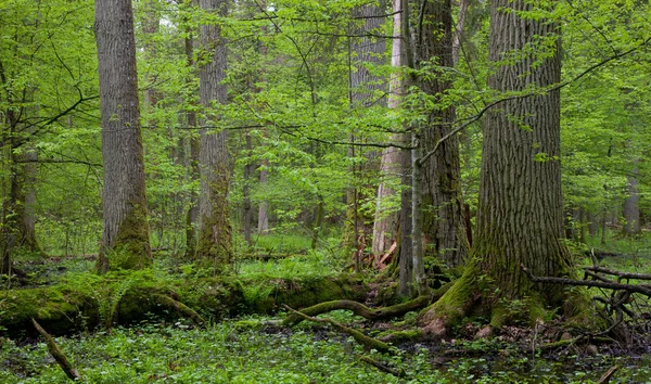 Ομάδα της γιγαντιαίο oaks στο φυσικό δάσος — Φωτογραφία Αρχείου