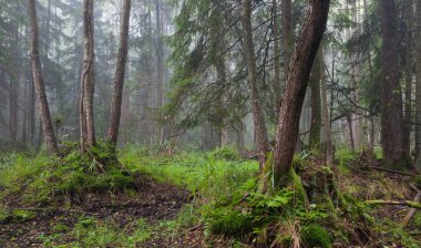 kızılağaç-carr stand bialowieza orman puslu sabah