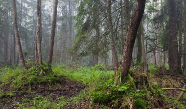 Misty morning in alder-carr stand of Bialowieza Forest clipart