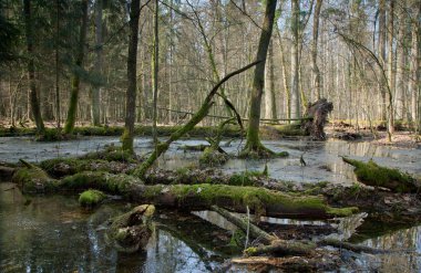 Springtime morning in wetland forest clipart