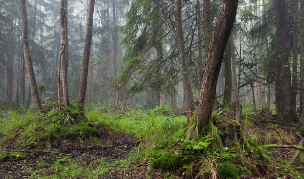 Mlhavé ráno v Olše carr stojan Bělověžského pralesa — Stock fotografie