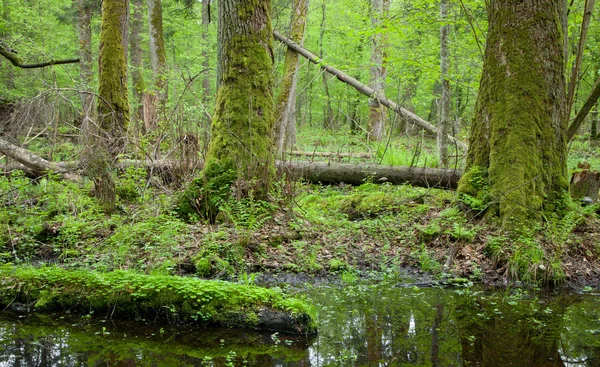 Wiosenny Las liściasty z wody stojącej — Zdjęcie stockowe