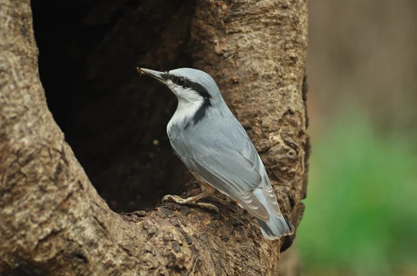 stock image Nuthatch