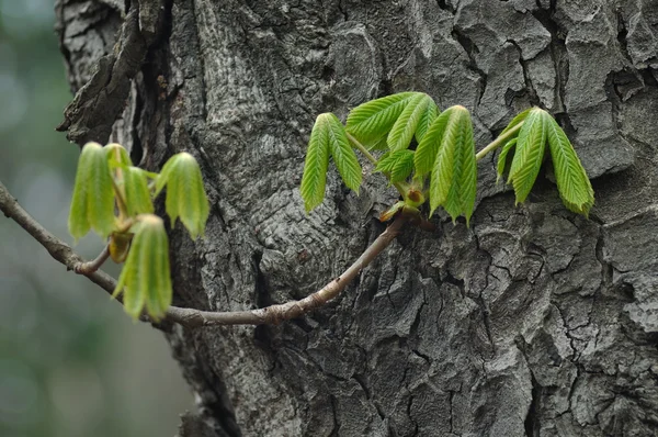 栗の若い葉 — ストック写真