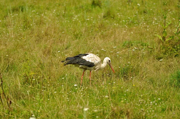 Stork på fältet — Stockfoto