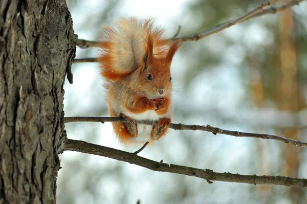 stock image Squirrel with a nut