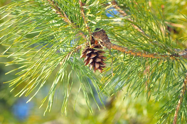 Хвойні pinecone — стокове фото