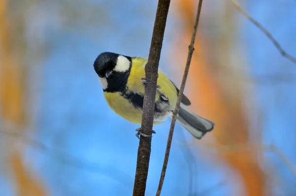 stock image Titmouse