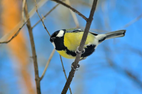 stock image Titmouse