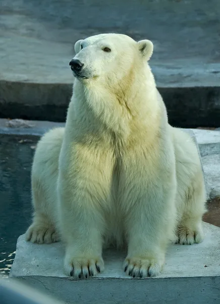 Urso polar em um zoológico — Fotografia de Stock