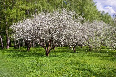 Bahçe çiçek açması elma ağacı