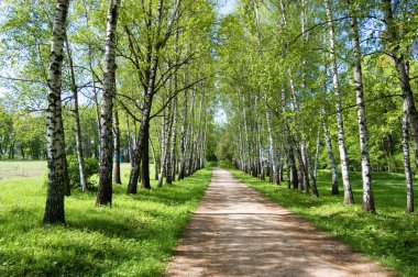 Alley in Yasnaya Polyana clipart