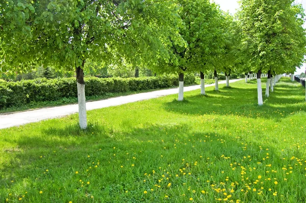 stock image Lawn in city square