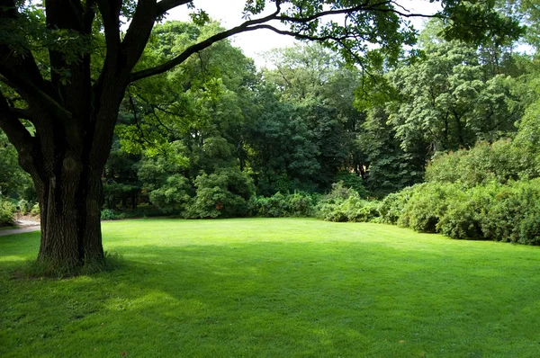 Trawnik w ogrodzie botanicznym — Zdjęcie stockowe