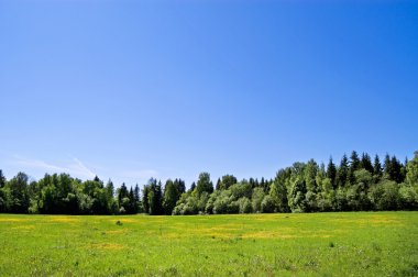 Summer field of grass and wood in the distance clipart