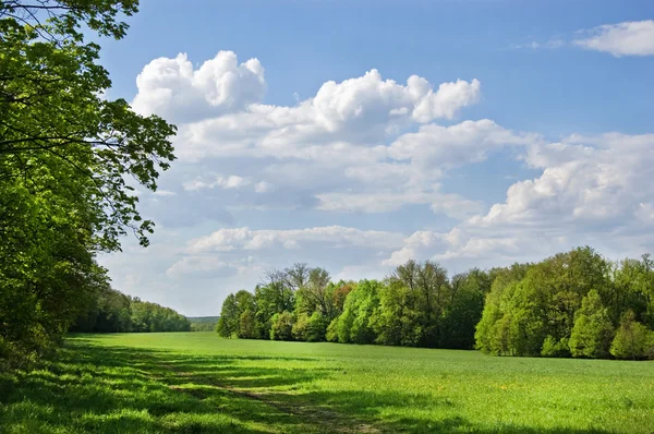 stock image Summer field of grass and wood in the distance