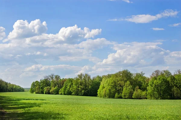 stock image Summer field of grass and wood in the distance