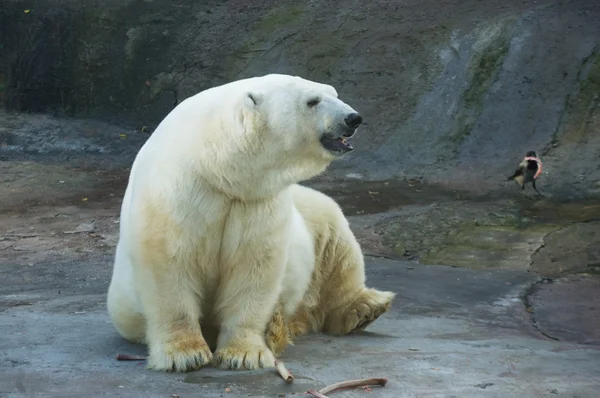 Urso polar em um zoológico — Fotografia de Stock