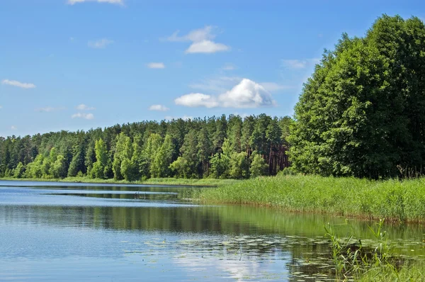 stock image Small lake among wood