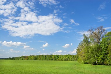 Yeşil glade yaprak döken ağaç bir kenarında. tüysü bulutlar mavi gökyüzü