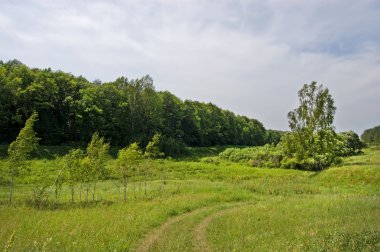 ormanda bırakarak alanı yol