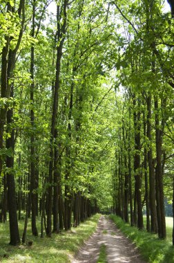 Park meşe Sokağı