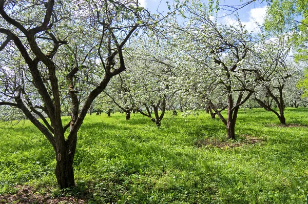 Цветущие Яблони Брошенном Саду — стоковое фото