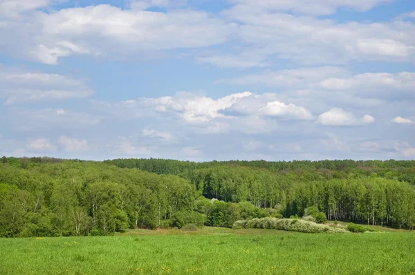 Зелена Галявина Краю Листяної Деревини Блакитне Небо Слизькими Хмарами — стокове фото
