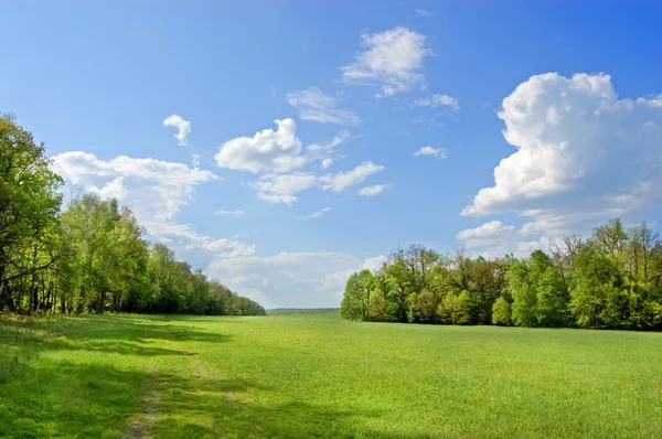 stock image On the fringe of the forest