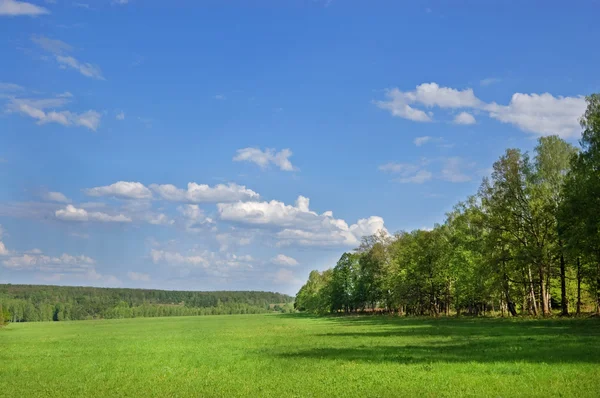 Yeşil Glade Yaprak Döken Ağaç Bir Kenarında Tüysü Bulutlar Mavi — Stok fotoğraf
