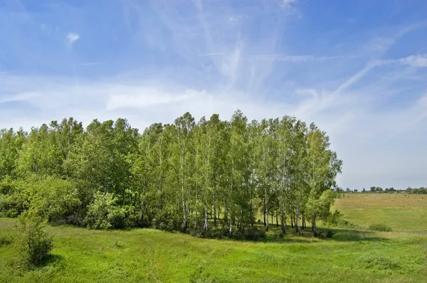 Les Collines Couvertes Herbe Buissons Bouleaux — Photo