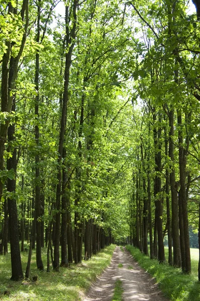 stock image Oak alley in park