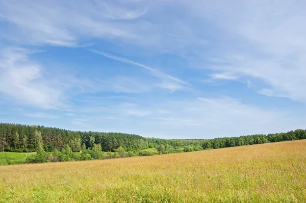 Літнє поле трави і дерева на відстані — стокове фото