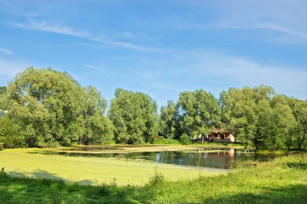 stock image The pond which has grown with a green duckweed in village