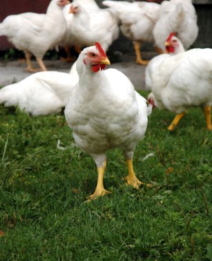 White chickens, real countryside scenery clipart